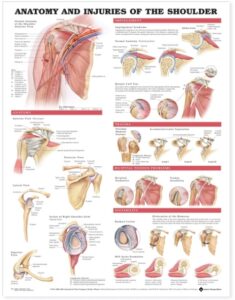 Anatomy & Injuries of the Shoulder