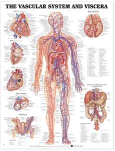 Vascular System & Viscera