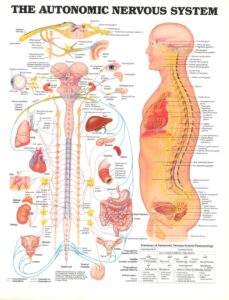 Autonomic Nervous System – Poster