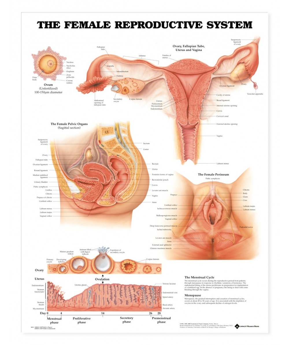 Les organes génitaux féminins (affiche) Tendim
